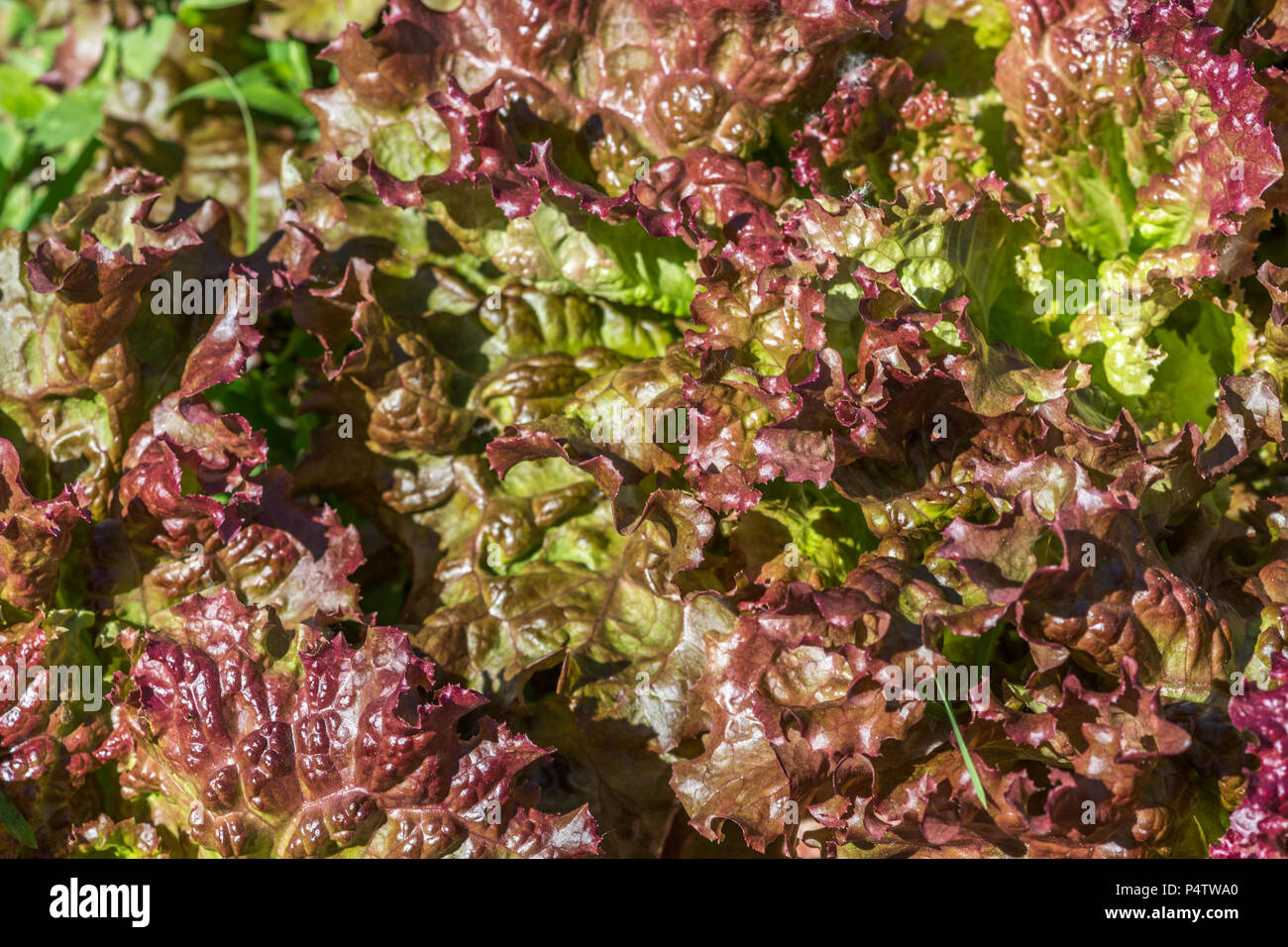 Organische Curly rote Kopfsalat treibt, Ste-Anne-des-Plaines, Quebec, Kanada Stockfoto