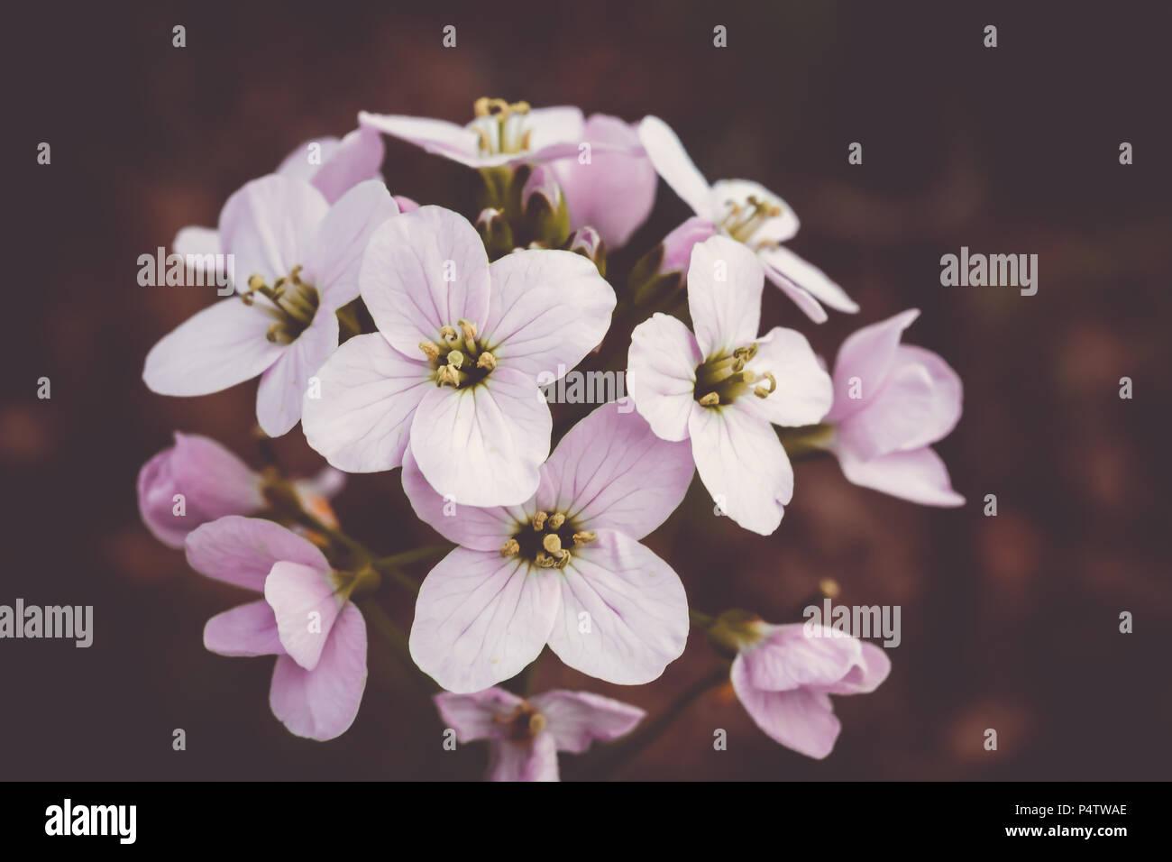 Hellrosa Blüten auf lila Hintergrund Stockfoto