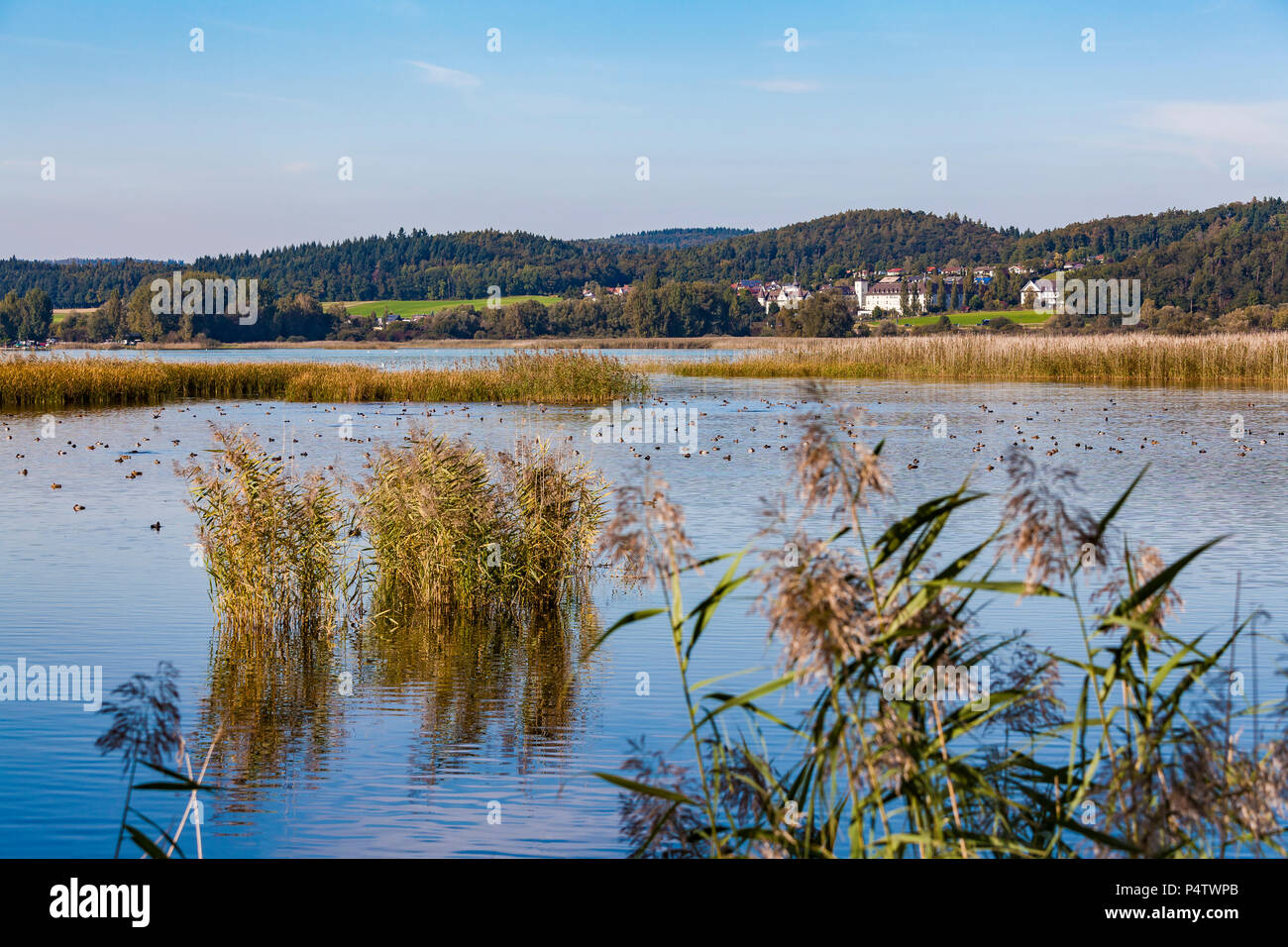 Deutschland, Reichenau, Wollmatinger Ried Stockfoto