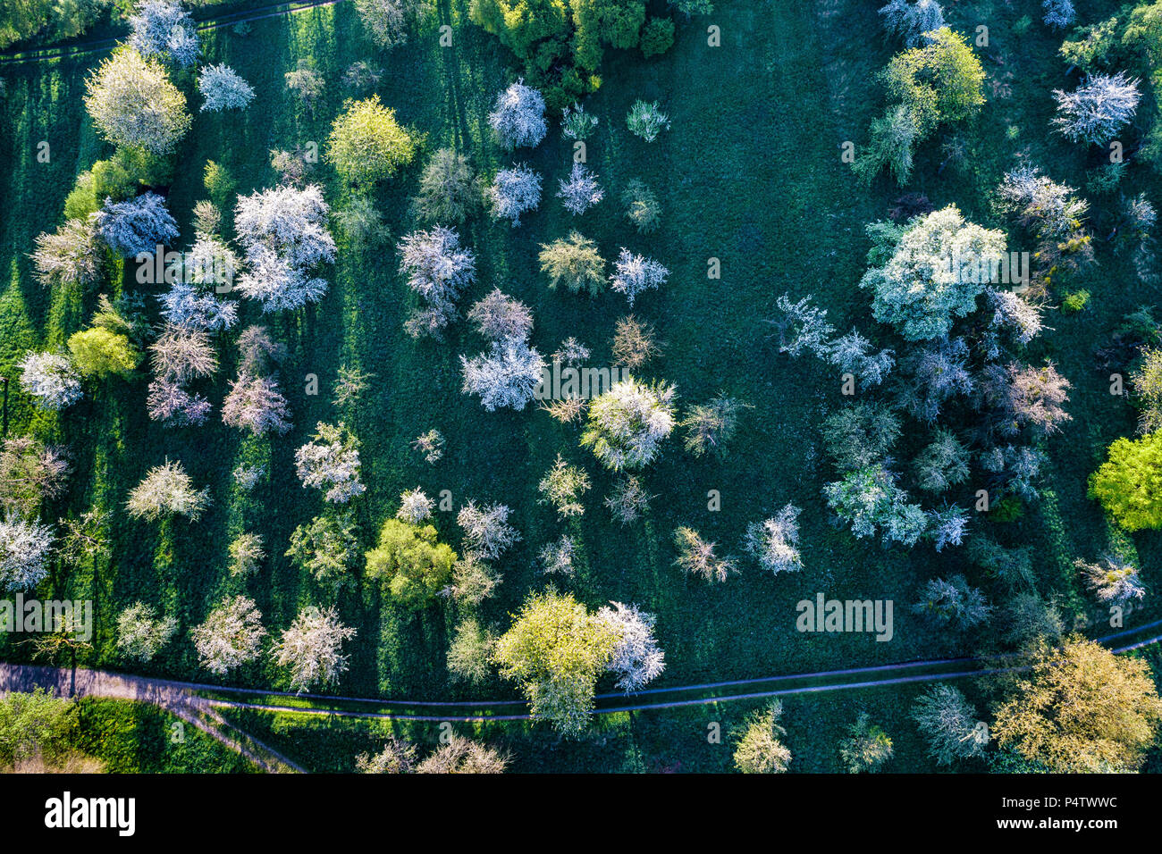 Deutschland, Baden-Württemberg, Remstal, Luftaufnahme von Wiese mit vereinzelten Obstbäumen im Frühjahr Stockfoto