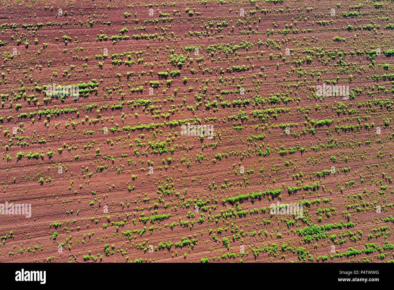 Deutschland, Baden-Württemberg, Rems-Murr-Kreis, Luftaufnahme von Feld mit Pflanzen Stockfoto