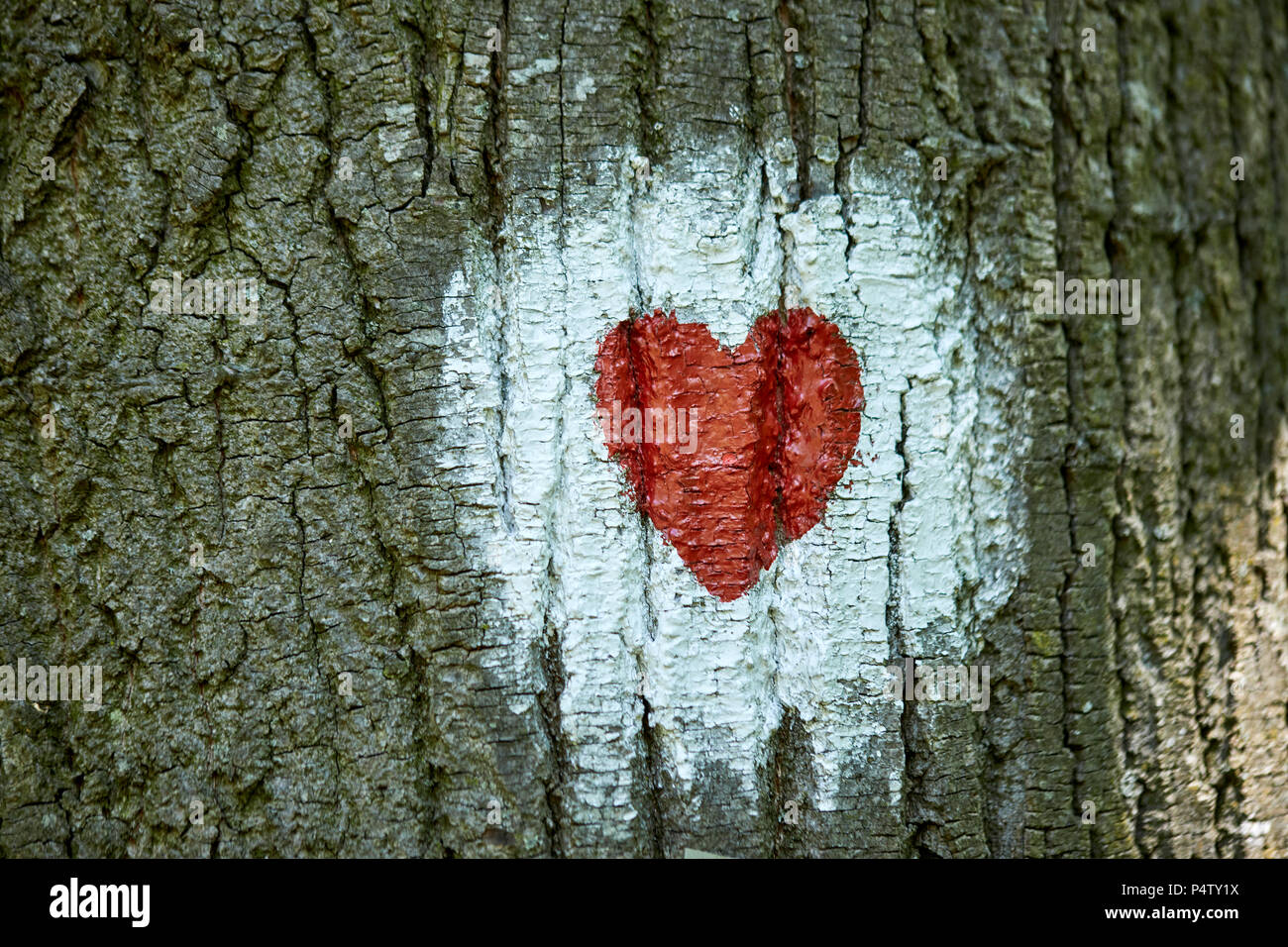 Herz auf Baumstamm bemalt Stockfoto