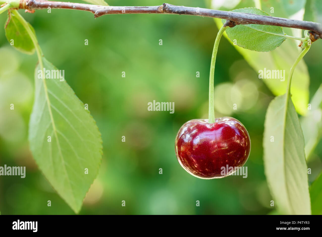 Nahaufnahme einer reife Kirsche auf dem Baum Stockfoto