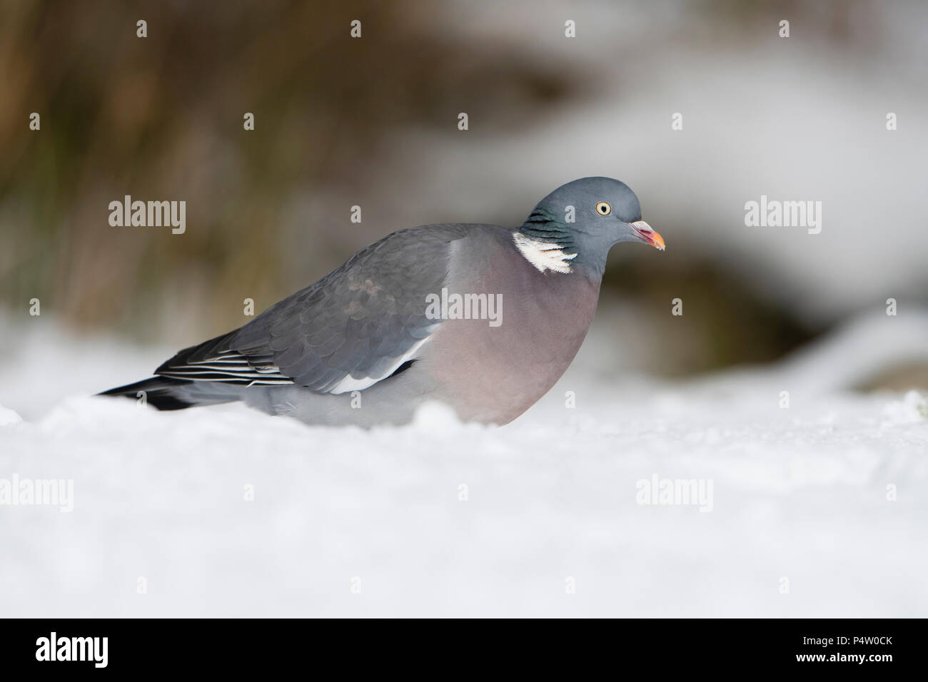 Gemeinsame Ringeltaube, Columba Palumbus, im Garten im Schnee, Kildary, Invergordon, Schottland, Großbritannien Stockfoto