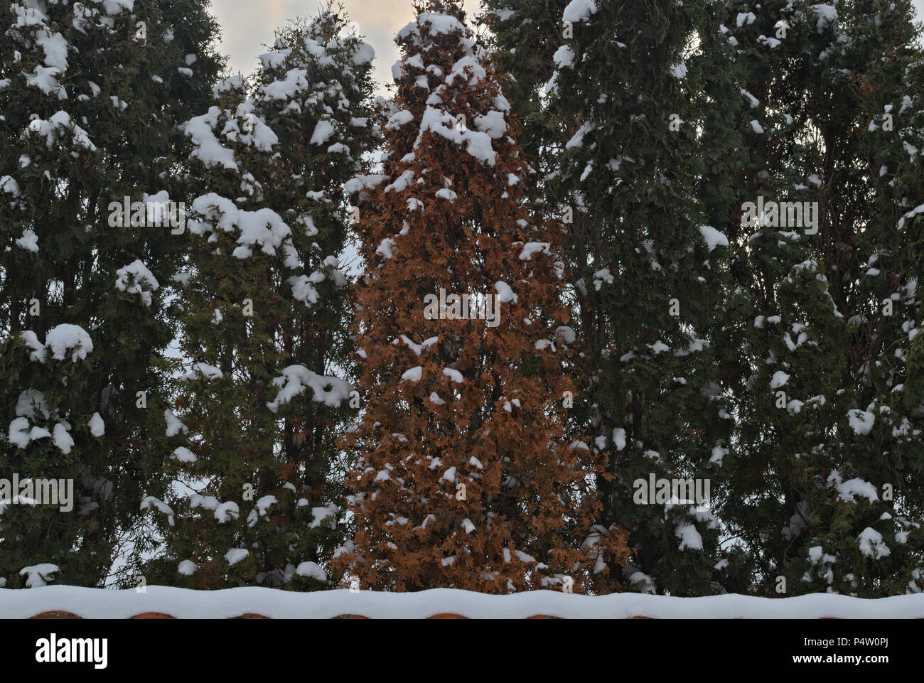 Immergrüne Bäume mit Schnee im Winter abgedeckt Stockfoto