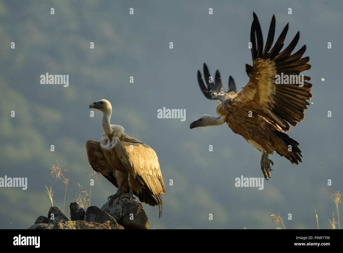 Gänsegeier - Tylose in fulvus, große, braune Weiß vorangegangen Geier aus der Alten Welt und Afrika. Stockfoto