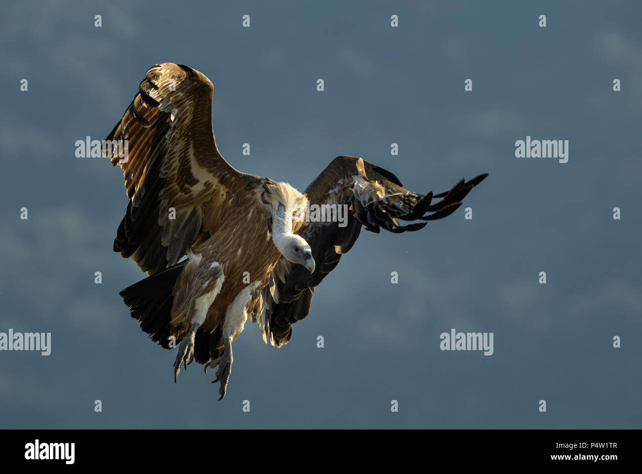 Gänsegeier - Tylose in fulvus, große, braune Weiß vorangegangen Geier aus der Alten Welt und Afrika. Stockfoto