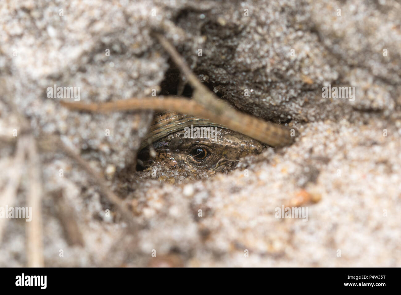 Gemeinsame Lizard (Zootoca Vivipara) Zuflucht in einem sand Lizard test Graben auf einem Surrey Heide Ort, Großbritannien Stockfoto