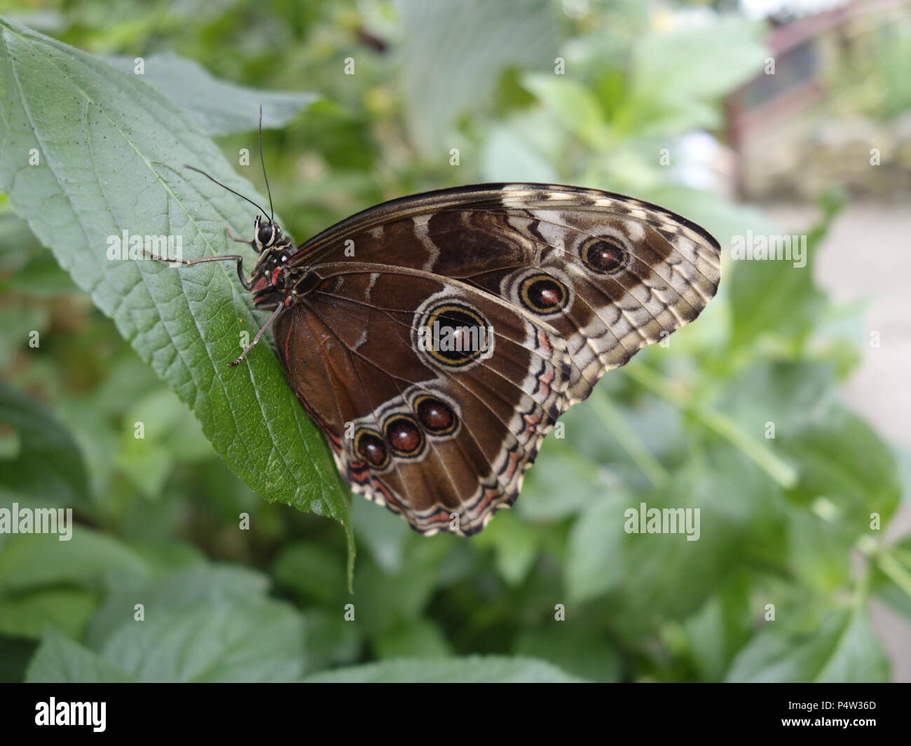 Schmetterlinge Stockfoto