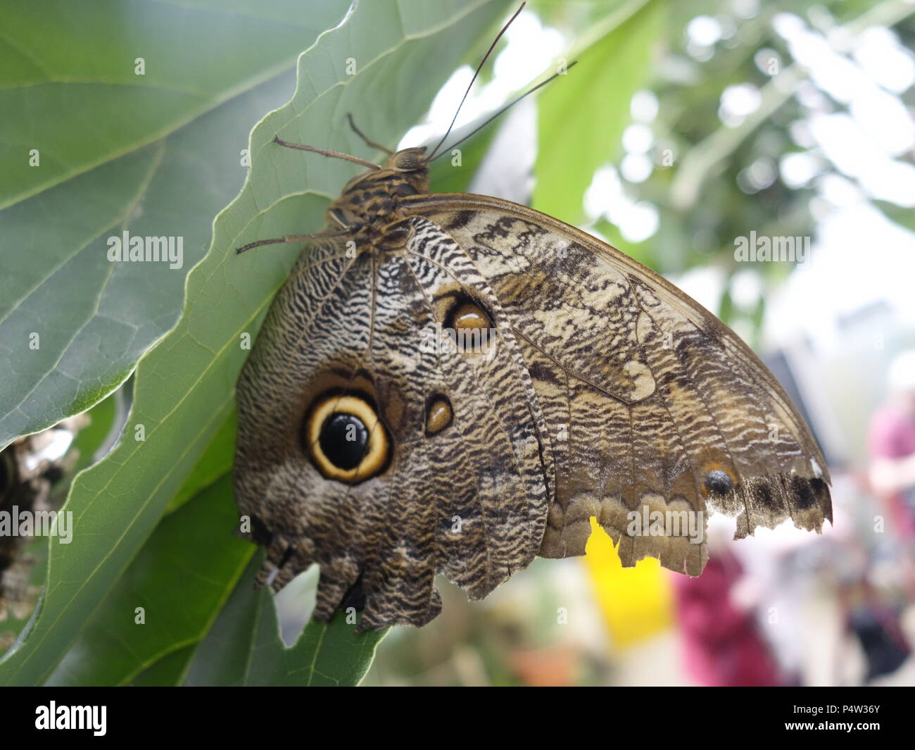 Schmetterlinge Stockfoto