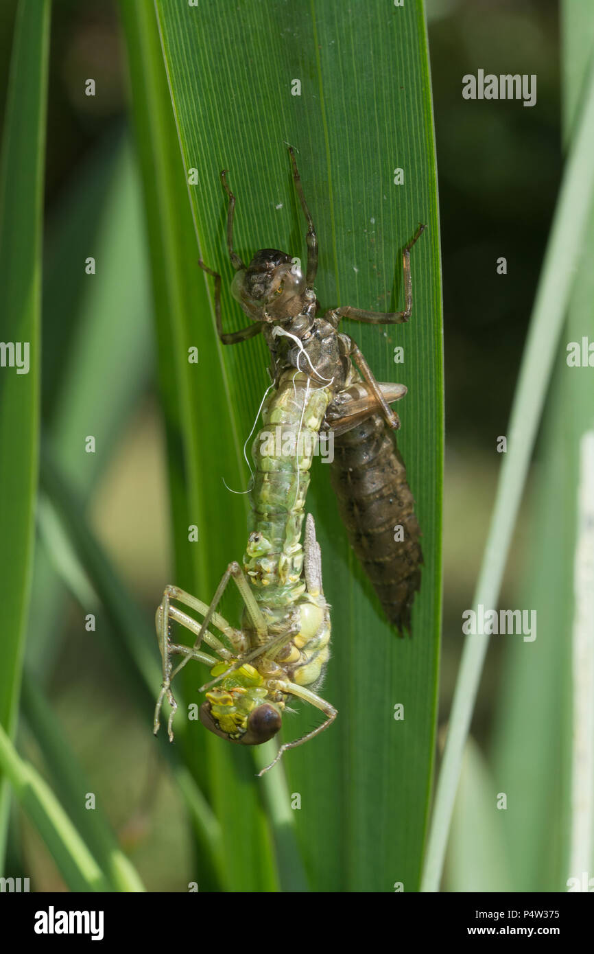 Southern hawker Dragonfly (Aeshna cyanea) aus einer Nymphe in einen Gartenteich, Großbritannien Stockfoto