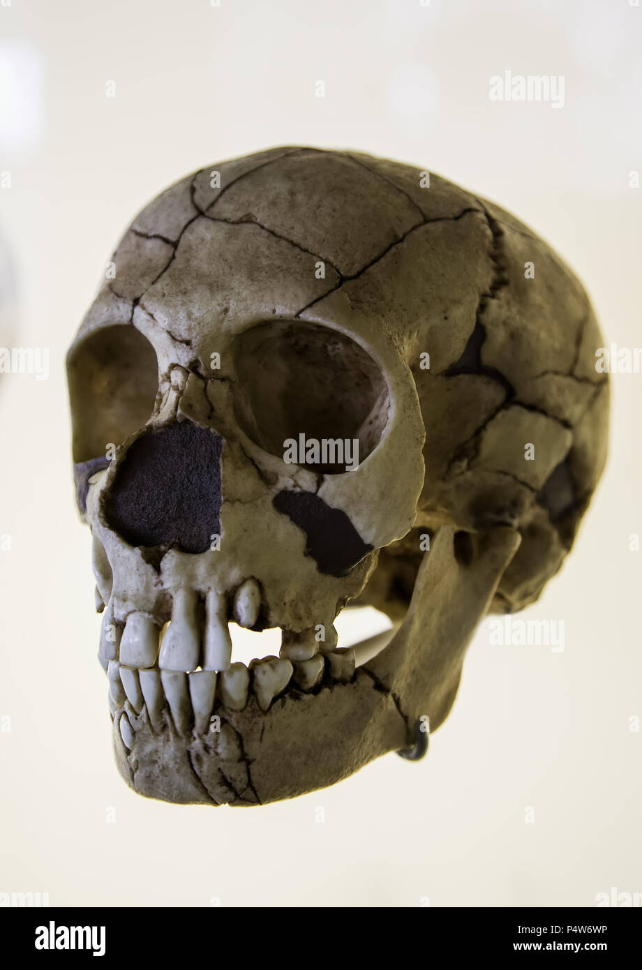 Menschliche Schädel, Detail der prähistorischen Archäologie, Geschichte der Menschheit Stockfoto