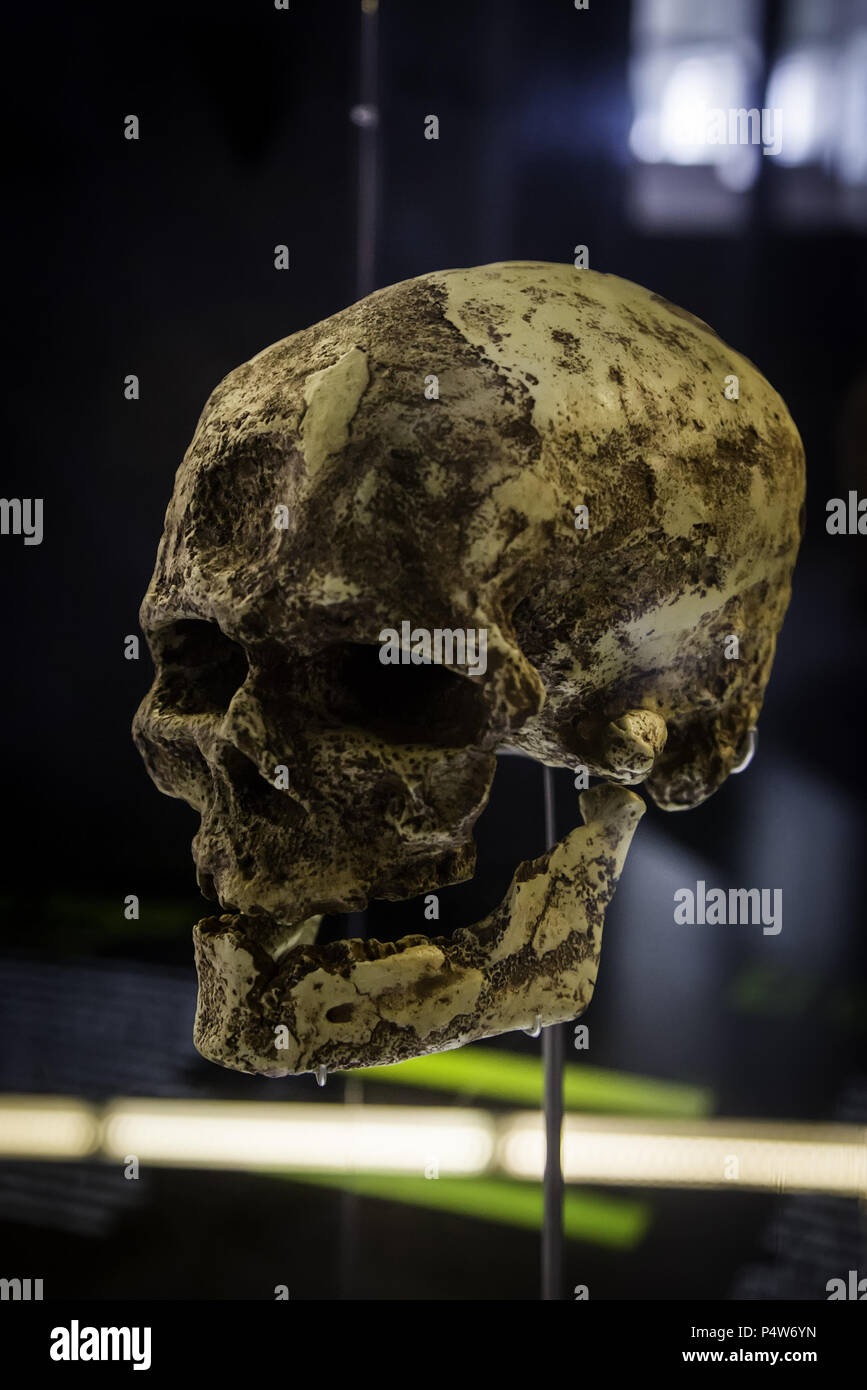 Menschliche Schädel, Detail der prähistorischen Archäologie, Geschichte der Menschheit Stockfoto