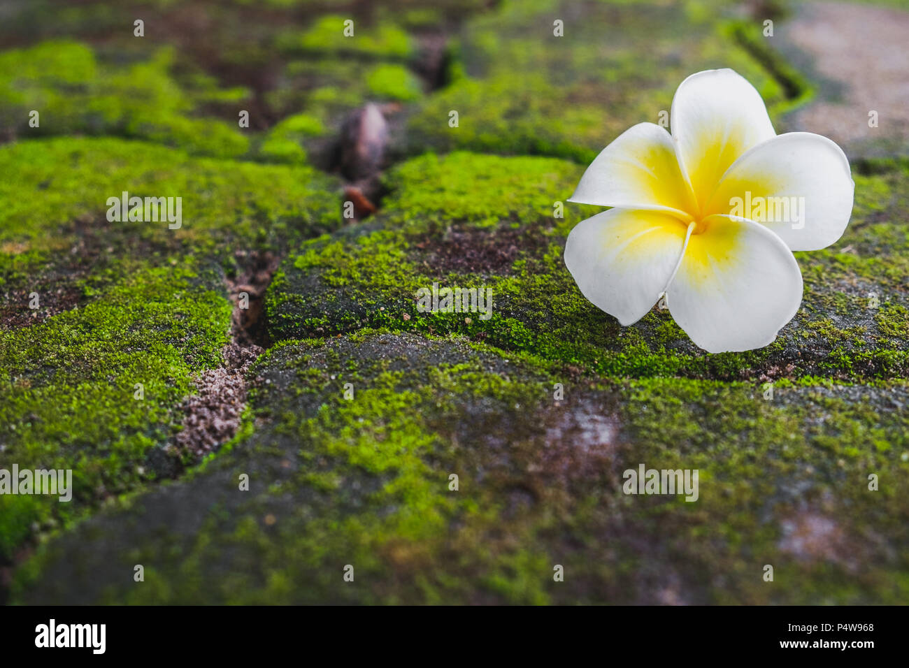 Eine weiße Frangipani (Plumeria) Blüte mit grünen Moos auf der Brick Road. Stockfoto