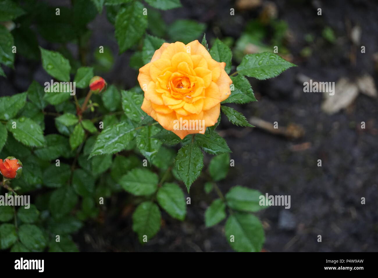 Gelbe Rose Blüte Stockfoto