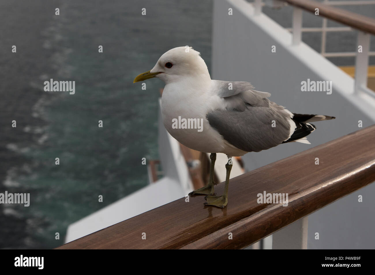 Sturmmöwe Sitzen Auf Dem Dollbord Von Kreuzfahrtschiff Mein