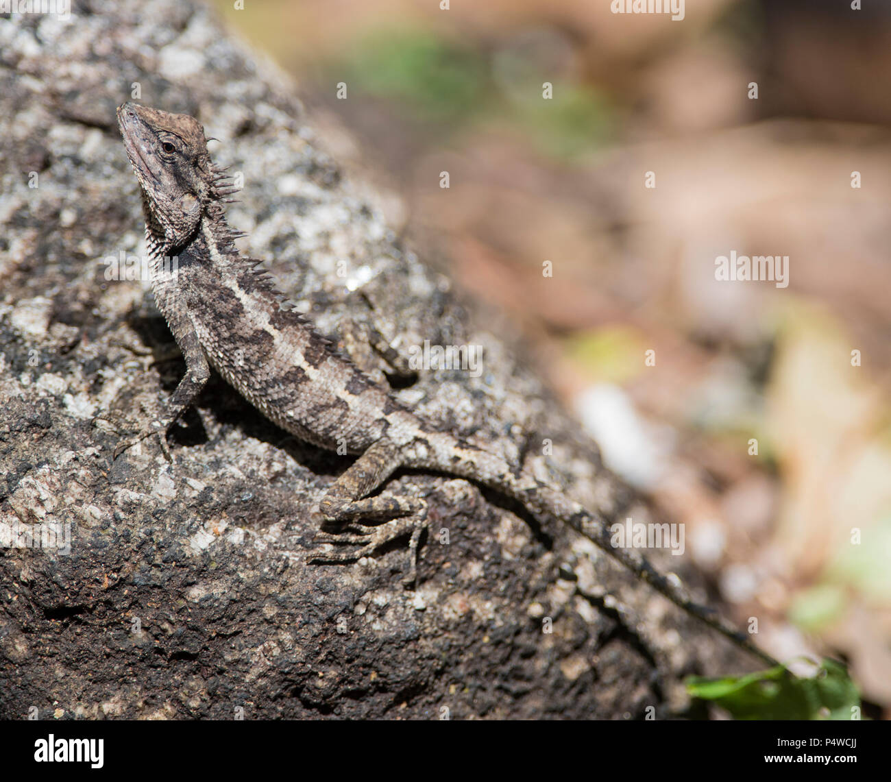 Wald Crested Lizard (Calotes Emma) Krabi Thailand saß auf einem Felsen Stockfoto