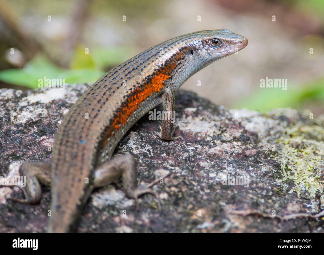 Viele gesäumt Sun Skink (Eutropis Multifasciata) Krabi Thailand saß auf einem Felsen Stockfoto