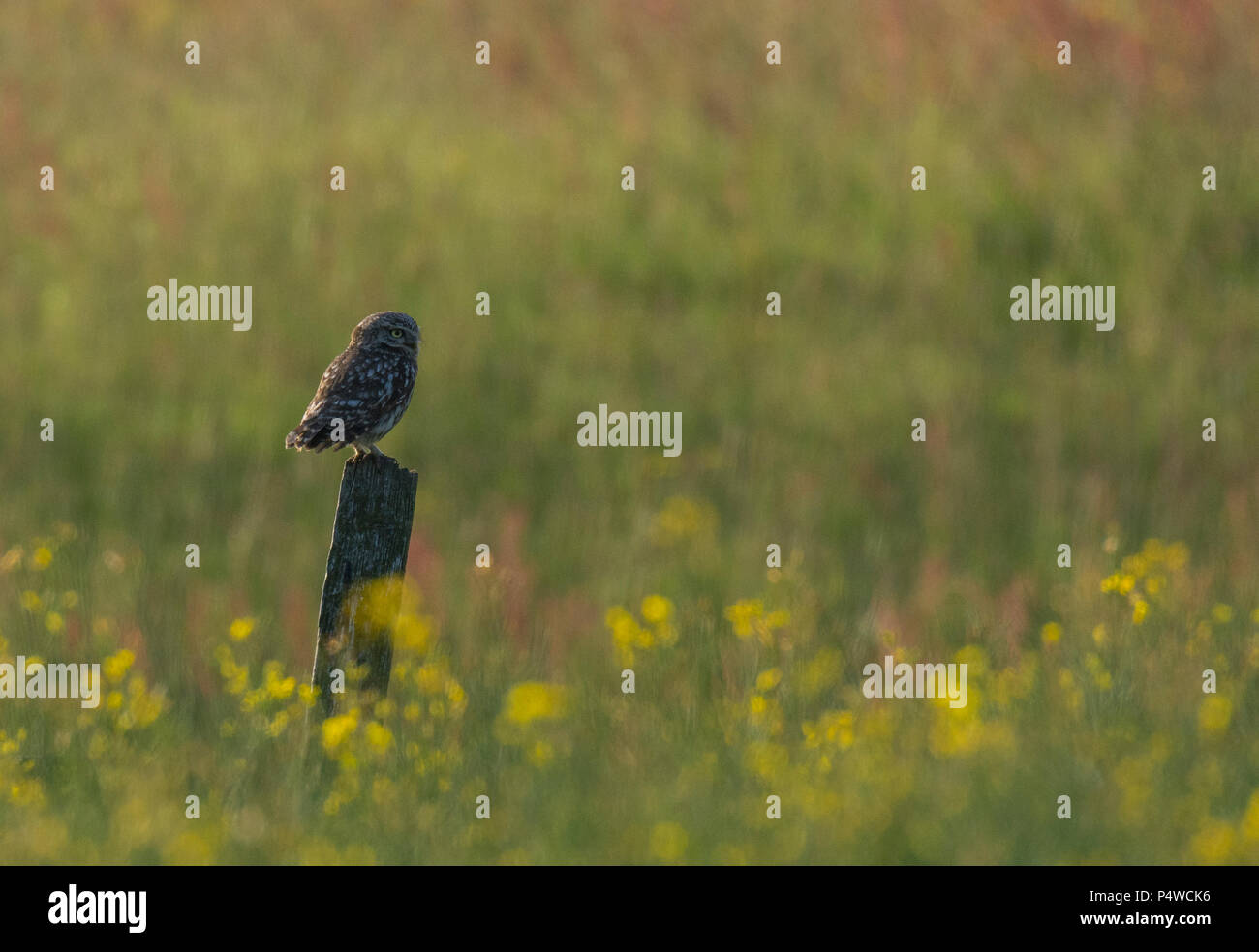 Kleine Eule (Athen noctua) saß auf einem hölzernen Pfosten in einer Blumenwiese in Yorkshire, zurück durch die Abendsonne beleuchtet. Stockfoto