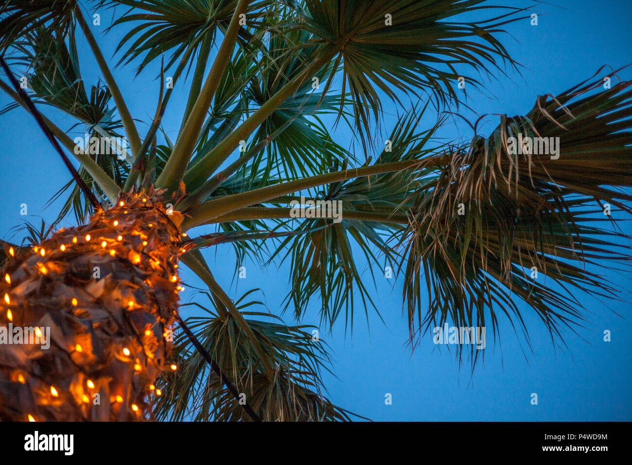 Eine große Palme unter dem Himmel. Künstliche Beleuchtung glitzernden