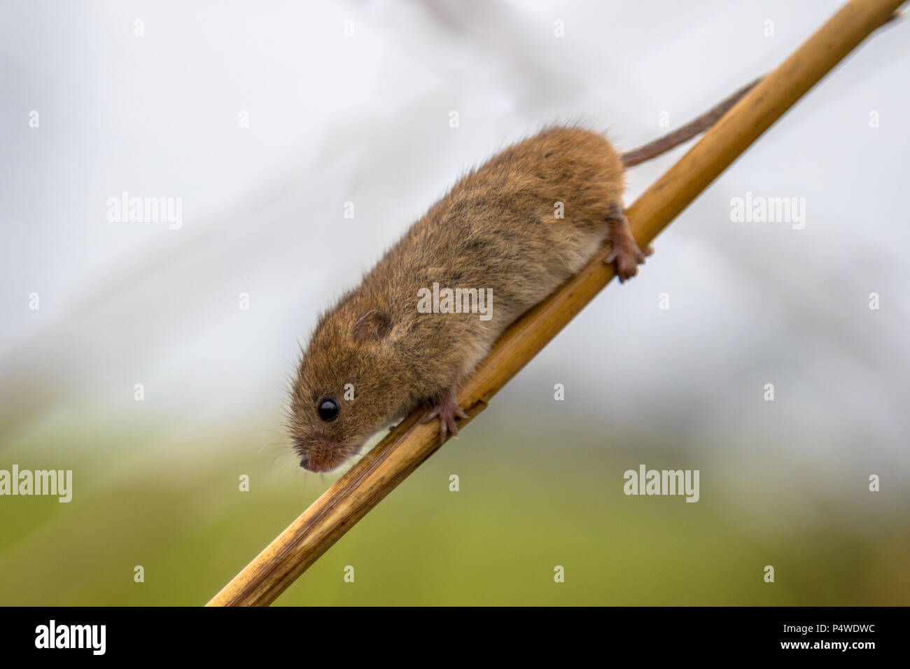 Ernte Maus (Micromys Minutus) mit greifschwanz Klettern in Schilf (Phragmites australis) im natürlichen Lebensraum Sumpf Stockfoto