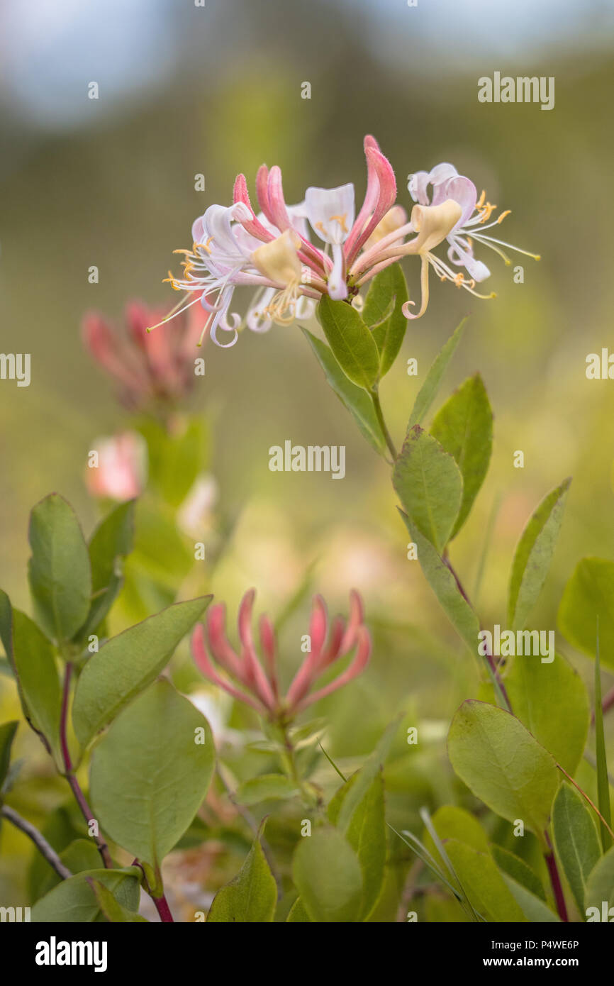 Perfoliate honeysuckle (Lonicera caprifolium) Bus und Wildblumen in natürlichen Lebensraum Stockfoto