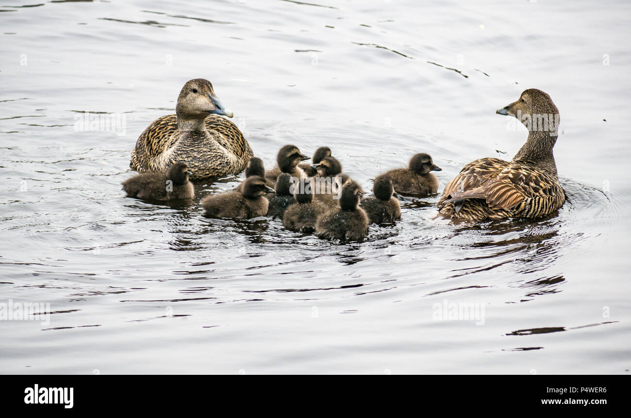 Gruppe von Enten mit zwei weibliche Stockenten schwimmen mit einer Kinderkrippe von niedlichen Entenküken, Wasser von Leith, Edinburgh, Schottland, Großbritannien Stockfoto