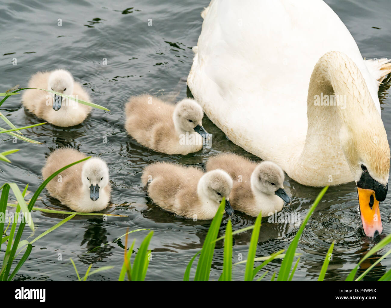 Nach Höckerschwan Cygnus olor, Schwimmen im Fluss mit Cygnets, Forth & Clyde Kanal, Falkirk, Schottland, UK Stockfoto