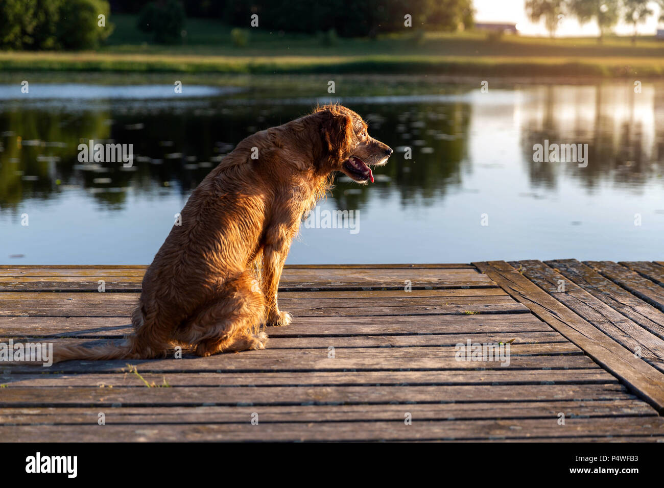 Nasse golden retriever sitzen auf die hölzerne Brücke durch das Wasser ...