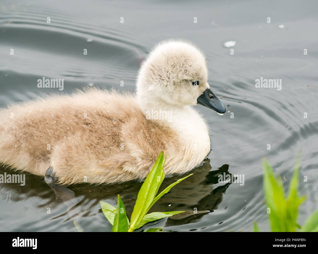 In der Nähe von süßen flauschigen Mute swan Cygnet, Cygnus olor, Schwimmen im Fluss, Forth & Clyde Kanal, Falkirk, Schottland, UK Stockfoto