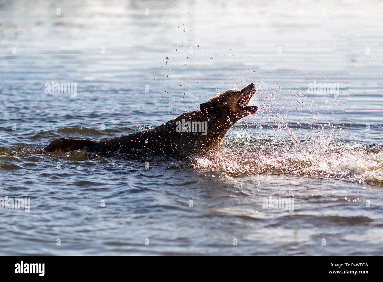 Glücklicher Hund Spaß im Wasser Stockfoto