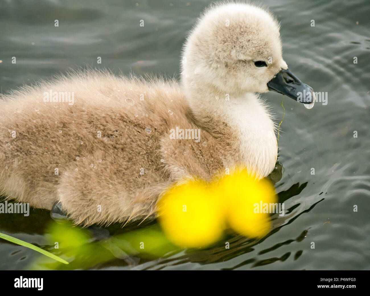 In der Nähe von süßen flauschigen Mute swan Cygnet, Cygnus olor, Schwimmen im Fluss, Forth & Clyde Kanal, Falkirk, Schottland, UK Stockfoto