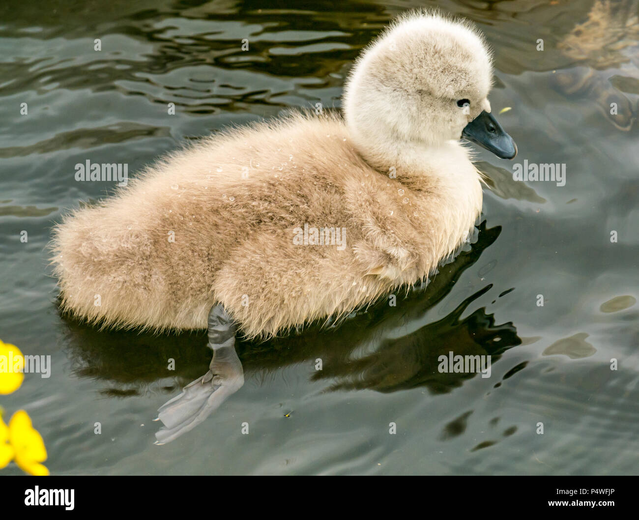In der Nähe von süßen flauschigen Mute swan Cygnet, Cygnus olor, Schwimmen im Fluss, Forth & Clyde Kanal, Falkirk, Schottland, UK Stockfoto