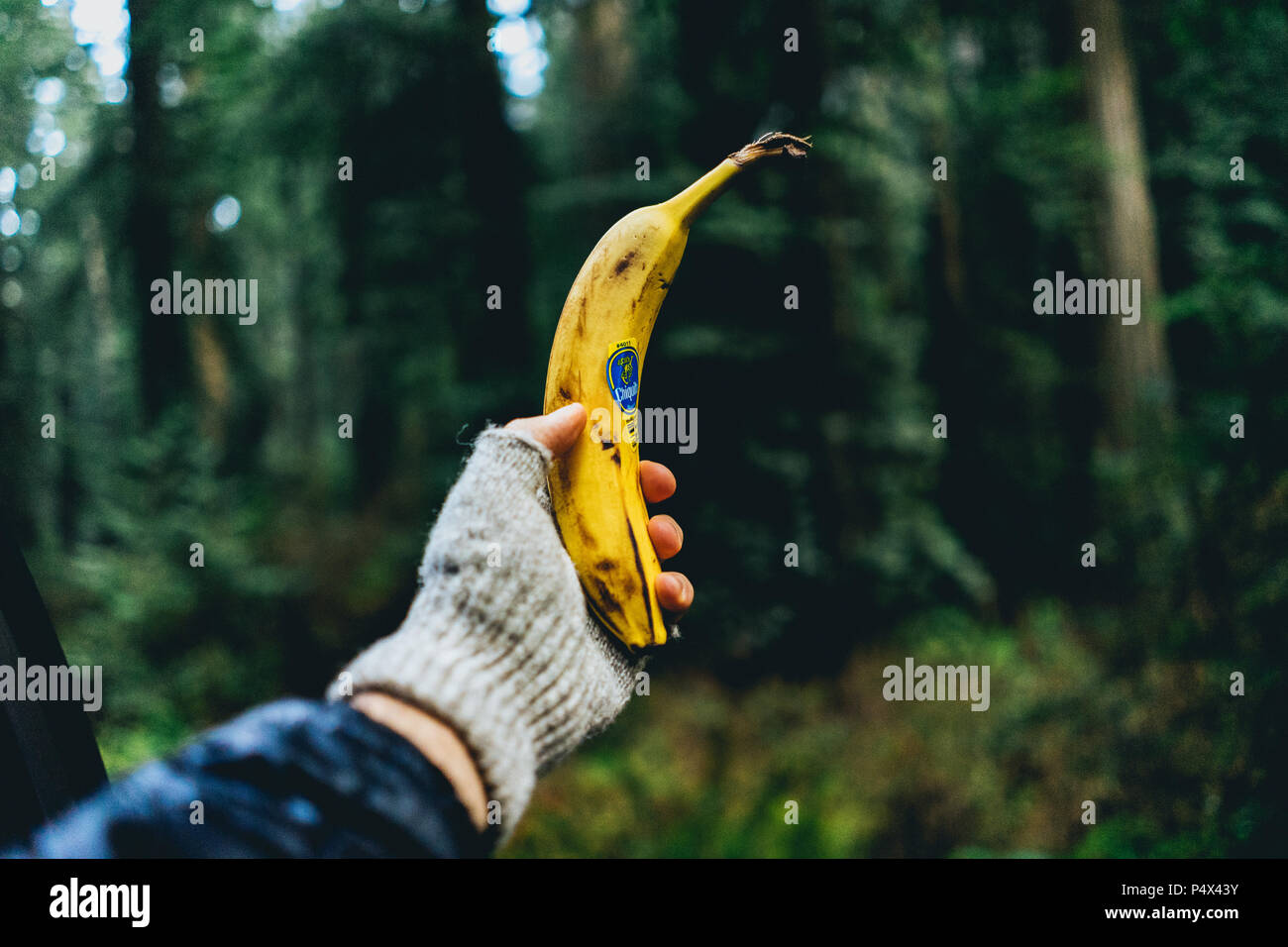 Halten Sie eine Banane aus einem Auto Fenster in einem Wald Stockfoto