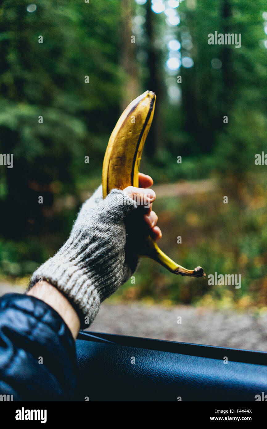 Halten Sie eine Banane aus einem Auto Fenster in einem Wald Stockfoto