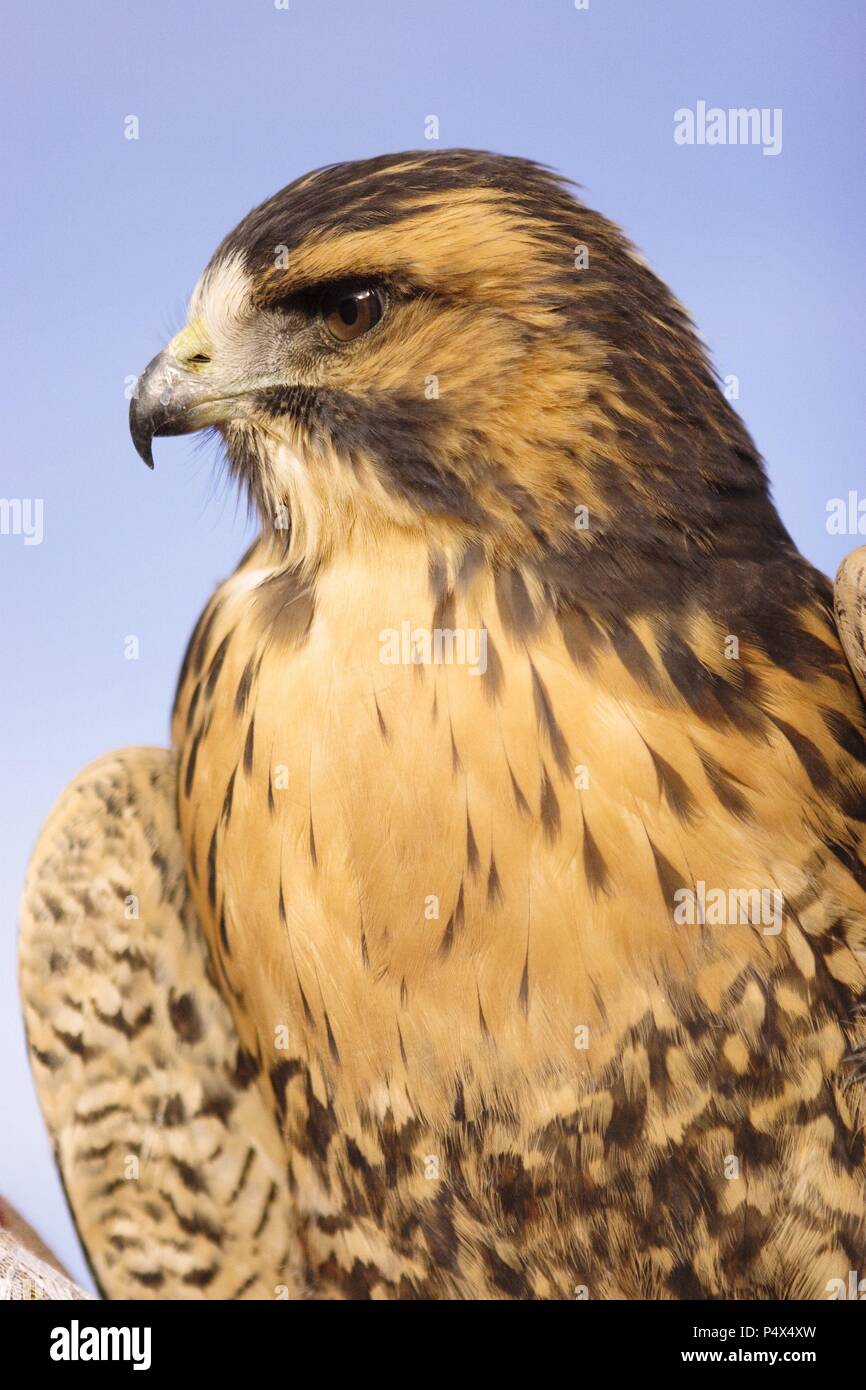 Red-backed Hawk (Buteo polyosoma). Arequipa Departament. Peru. Stockfoto