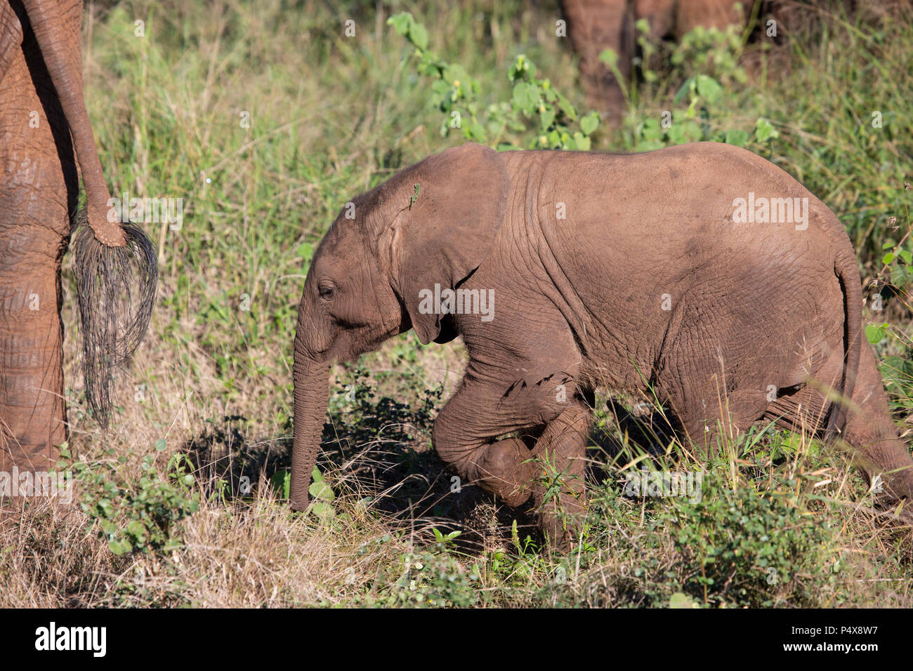Baby Afrikanischer Elefant Loxodonta africana folgenden nahe hinter seiner Mutter in den afrikanischen Busch Stockfoto