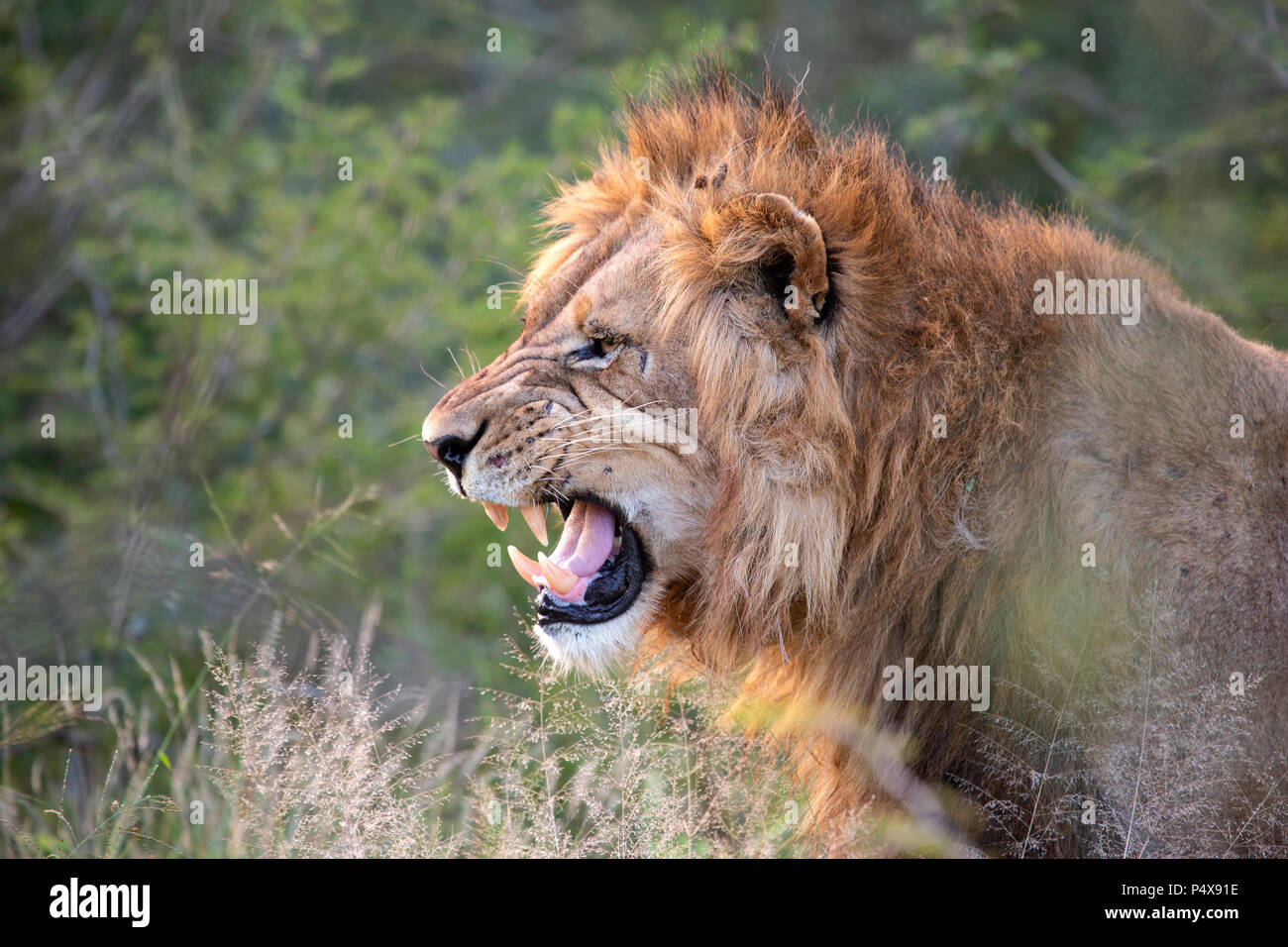 Close up Kopfschuss im Profil der männliche Löwe Panthera leo knurrende und baring Zähne Stockfoto