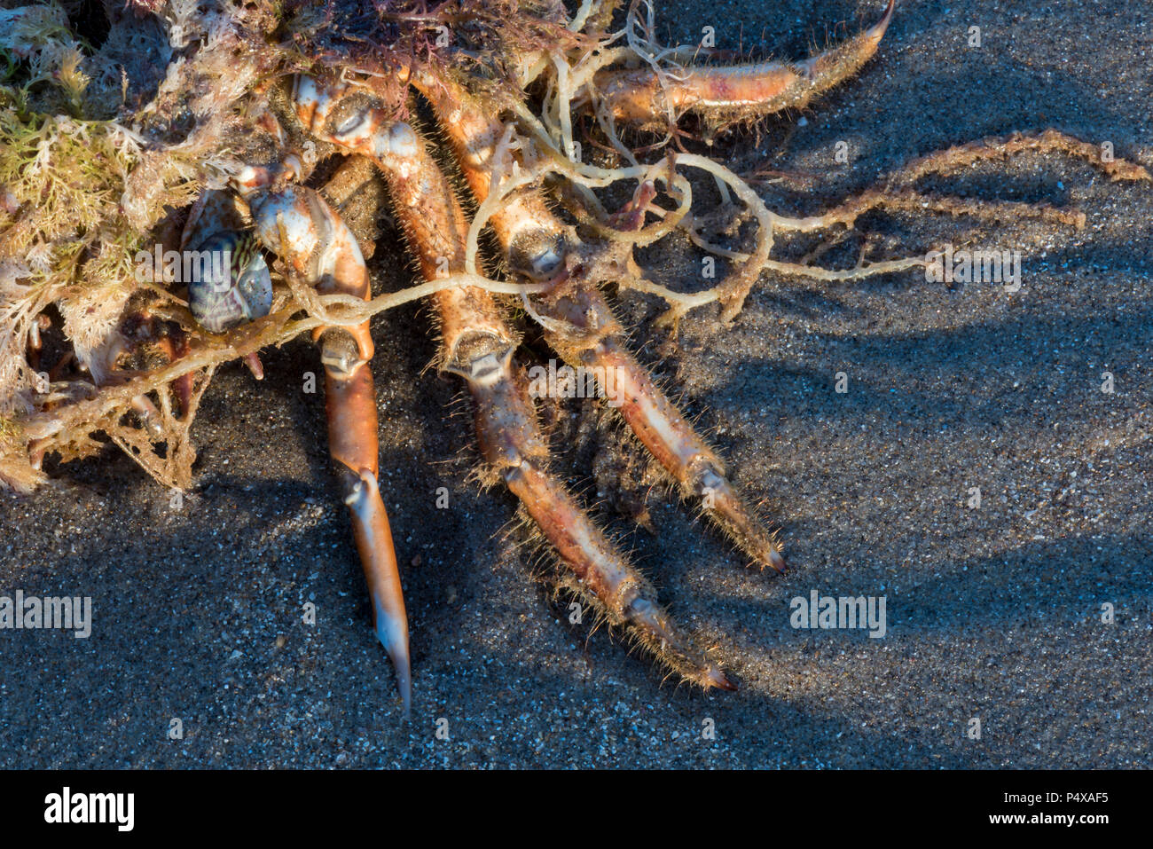 Eine tote Krabben gewaschen bis auf einen Sandstrand bei Ebbe. Stockfoto