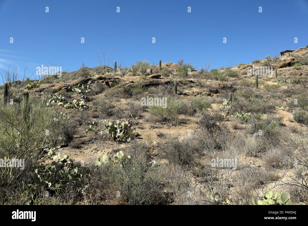 Saguaro Kakteen und Felsformationen im Arizona Sonora Wüste westlich von Tucson Stockfoto