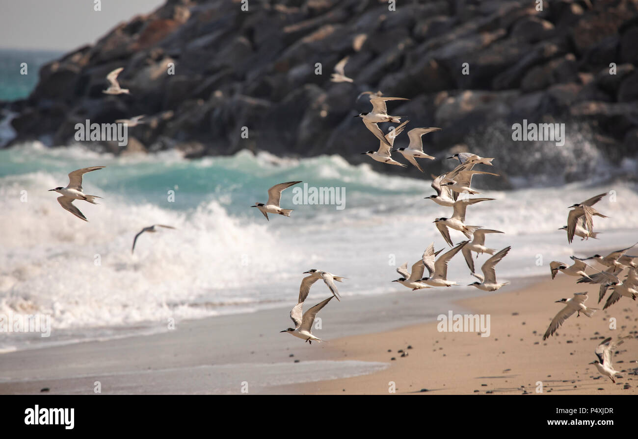 Kormoran Vögel auf einem Strand von Jomtien in Oman, in der Nähe ihrer Brutplätze Stockfoto