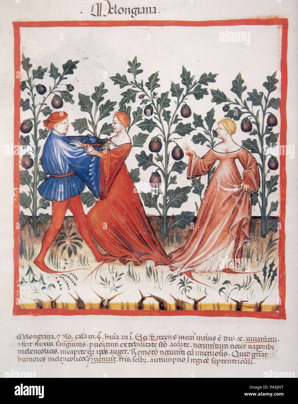 Tacuinum Sanitatis. Mittelalterliche Gesundheit Handbuch, datiert vor 1400, basierend auf Beobachtungen der medizinischen Auftrag detailliert die wichtigsten Aspekte von Lebensmitteln, Getränken und Kleidung. Mann Angriff auf eine Frau in einem Bereich der Aubergine. Miniatur, Fol. 31 v. Stockfoto