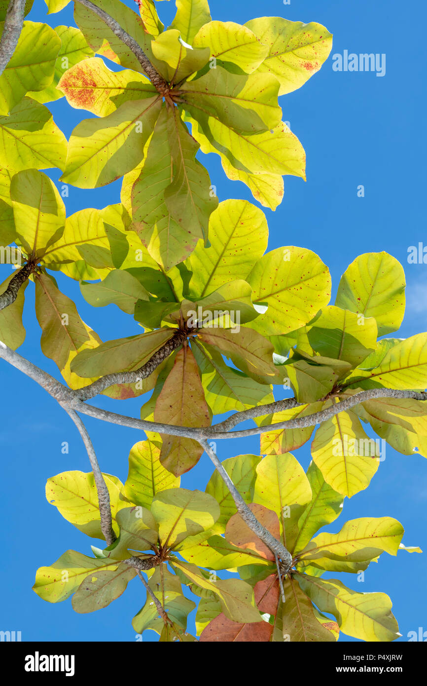 Bunte Blätter gegen einen strahlend blauen Himmel (Sabah, Borneo, Malaysia) Stockfoto