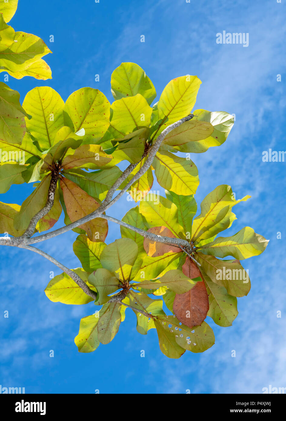 Bunte Blätter gegen einen strahlend blauen Himmel (Sabah, Borneo, Malaysia) Stockfoto