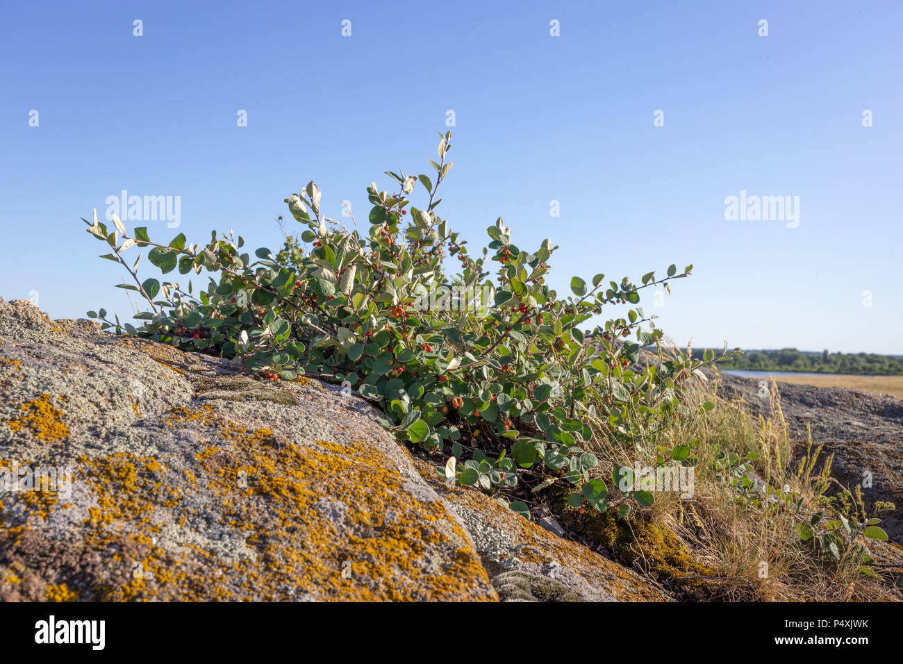Cotoneaster horizontalis Anlage mit reife rote Beeren Stockfoto