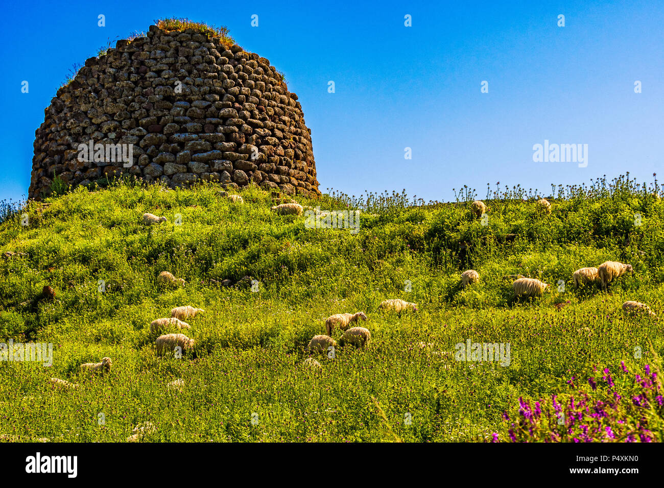 Italien Sardinien Anglona Nuraghe Paddaggiu und Schafe - in der Nähe von Castelsardo Stockfoto