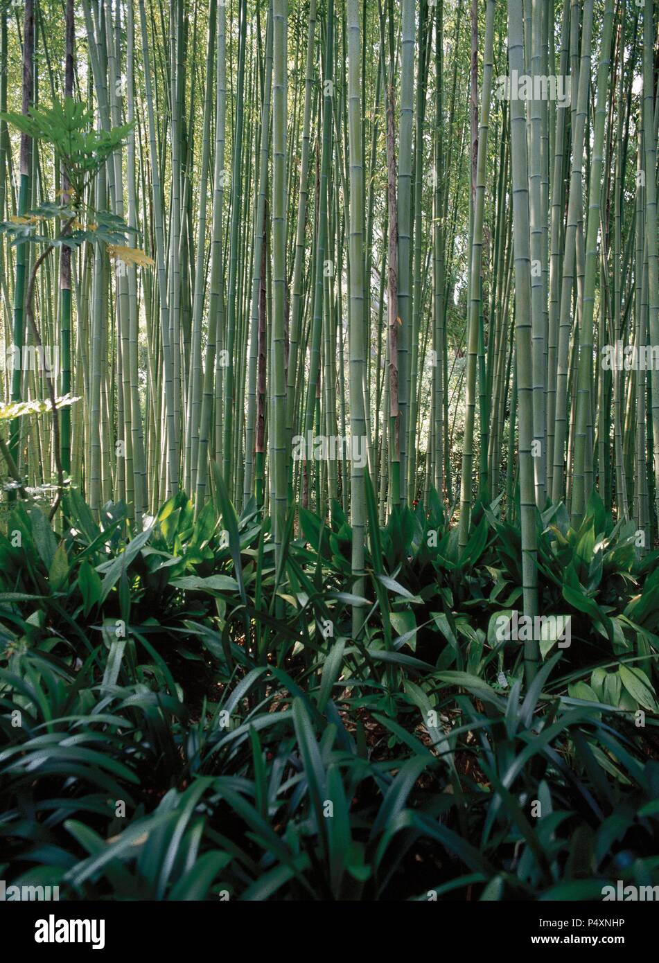 Bambusoideae. Botanischer Garten Mar i Murta. Blanes. Katalonien. Spanien. Stockfoto