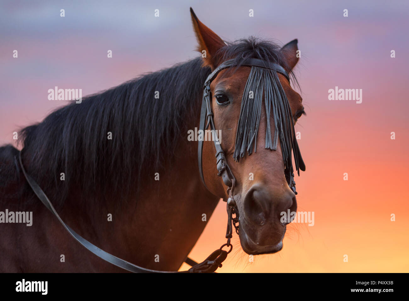 Horse Portrait bei Sonnenuntergang Stockfoto