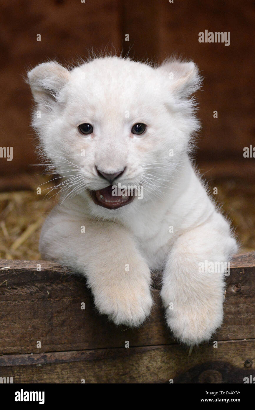 Cute White Lion Cub in die Kamera schaut Stockfoto