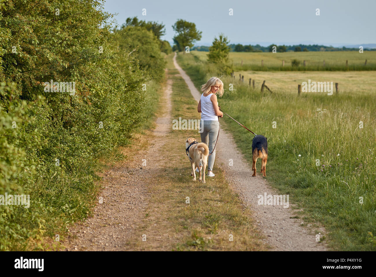 Junge blonde Frau, weg von der Kamera zu Fuß mit ihren beiden Hunden entlang einem Feldweg durch landwirtschaftliche Felder drehen ein Hund zu sehen Stockfoto
